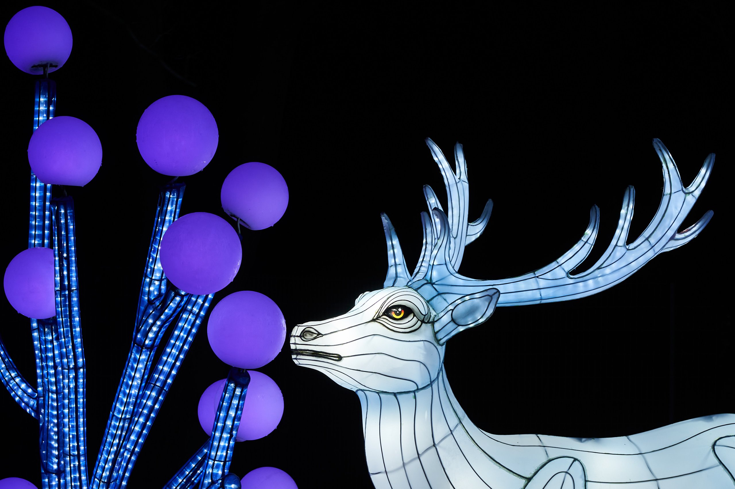 2024 01 03 Köln Zoo China Lights 1170